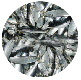 Fishmeal and Fish Meal Products